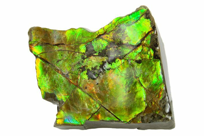 Iridescent Ammolite (Fossil Ammonite Shell) - Rainbow Colors #293358